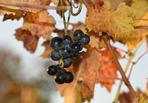 Wein trifft Schloss – das Weingut Mader zu Gast in Schloss Hofen